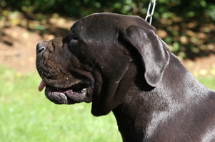 cane corso puppies breeders old world
